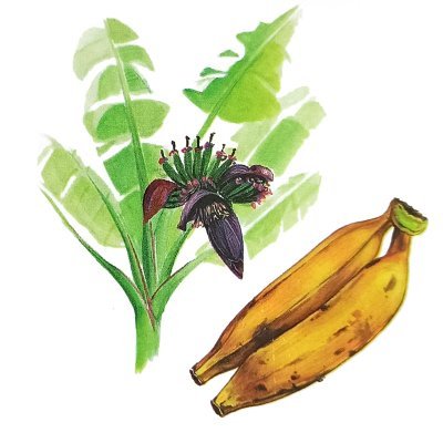 Plantain