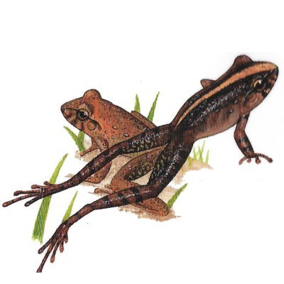<span lang='es'>Rana de Lluvia Común</span>