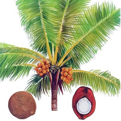 Cocotier