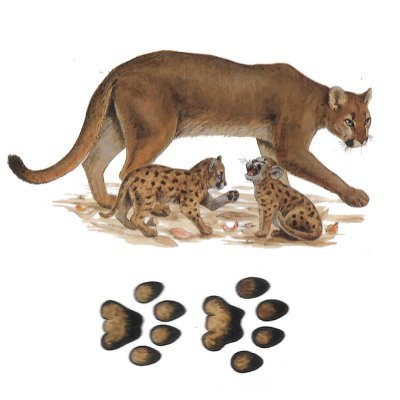 Puma ou Lion des montagnes