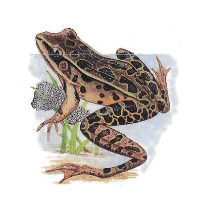 <span lang='es'>Rana Leopardo de Bosque Seco</span>