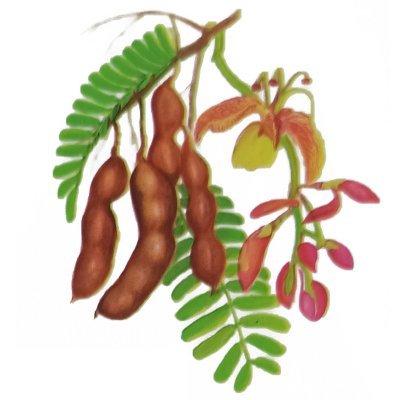 Tamarind