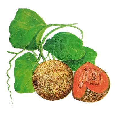 Melon