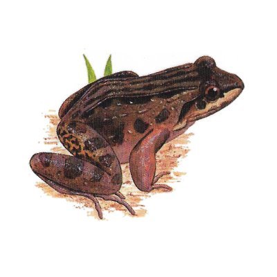 <span lang='es'>Rana Boliviana</span>