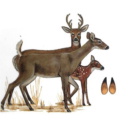 <span lang='es'>Venado Colablanca</span>