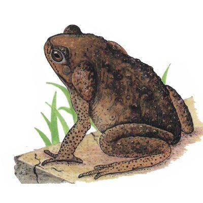 <span lang='es'>Sapo Gigante</span>
