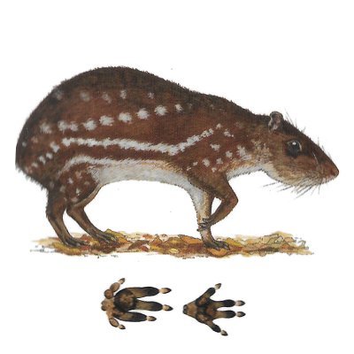 <span lang='es'>Tepezcuintle</span>
