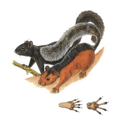 <span lang='es'>Ardillas variado</span>