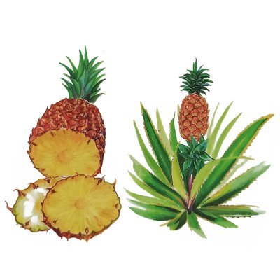 Ananas