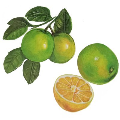 <span lang='es'>Limón dulce</span>