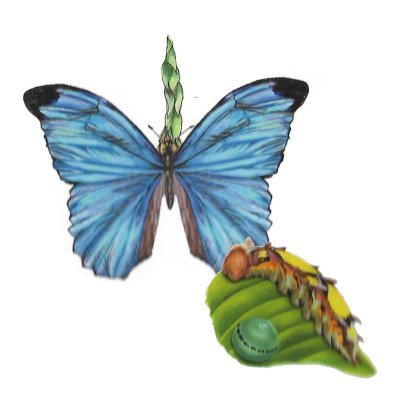 Amathonte Morpho